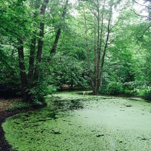 Tiergarten